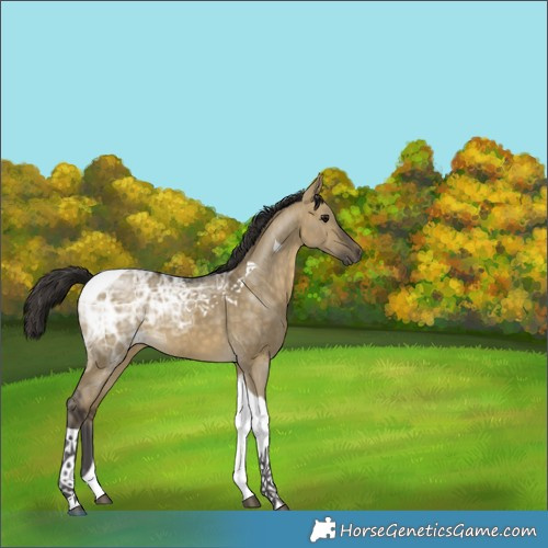 Horse Color:Buckskin Ice Dun Tobiano 