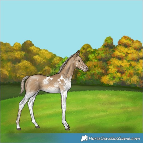 Horse Color:White Spotted Chocolate Palomino Dun 