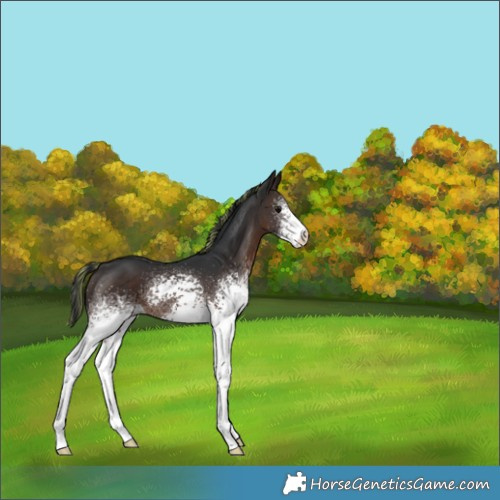Horse Color:Painted White Spotted Brown 