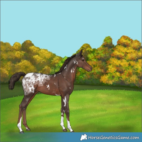 Horse Color:White Spotted Liver Chestnut Ice Tobiano 