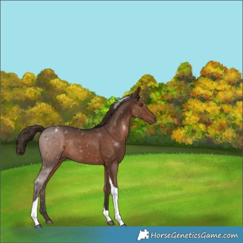 Horse Color:Liver Chestnut Tobiano 