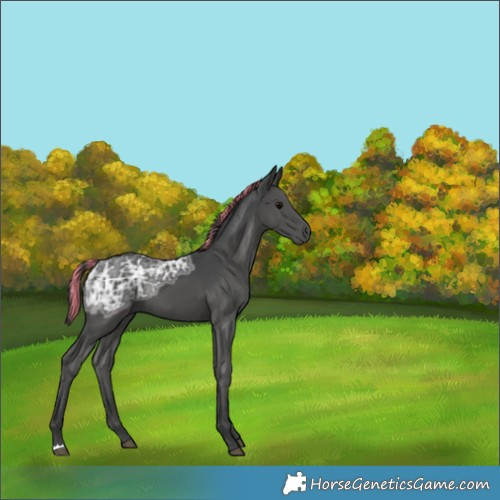 Horse Color:Painted Black Ice 