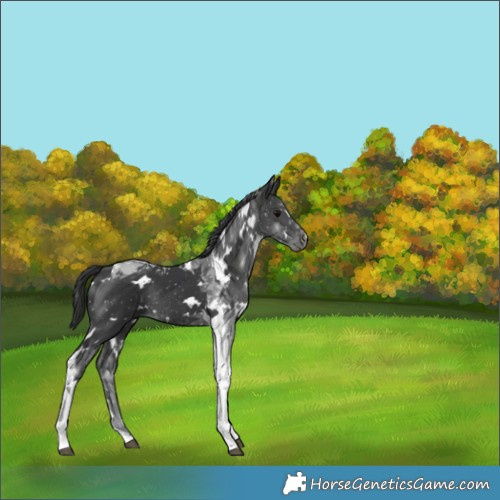 Horse Color:White Spotted Black Tobiano Rabicano 