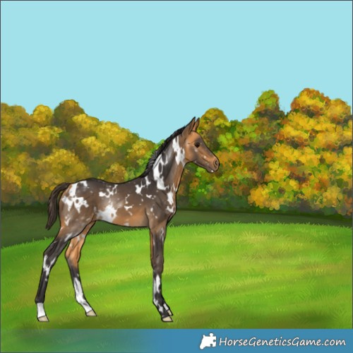 Horse Color:White Spotted Buckskin 