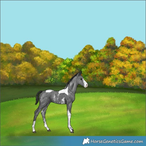 Horse Color:Black Sabino Tobiano Varnish Rabicano 