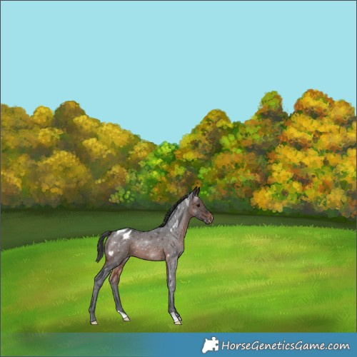 Horse Color:Brown Appaloosa 