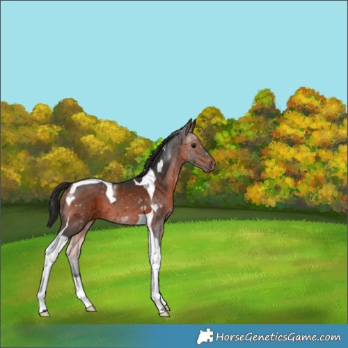 Horse Color:Brown Tobiano 