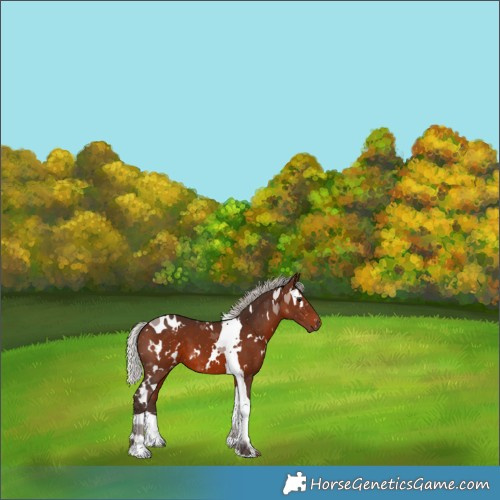 Horse Color:White Spotted Silver Brown Tobiano 