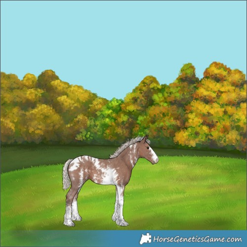 Horse Color:Silver Black Sabino Tobiano 