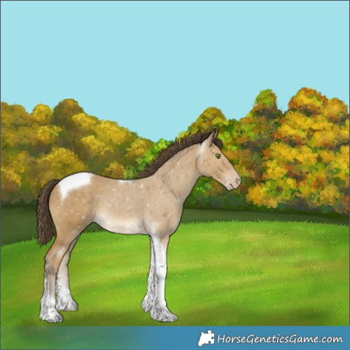 Horse Color:Classic Cream Champagne Tobiano 