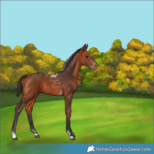 Horse Color:Bay Tobiano 