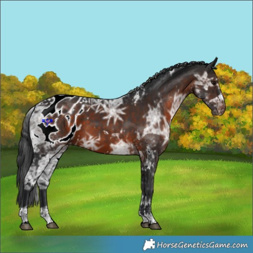 Horse Color:White Spotted Brown Ice Tobiano Appaloosa Rabicano 