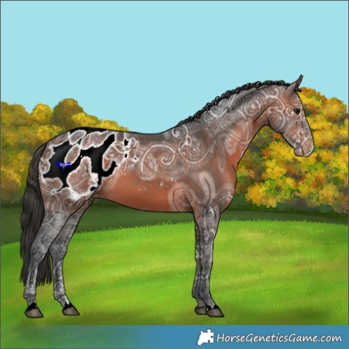 Horse Color:Bay Ice Appaloosa 