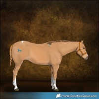 Horse Color:Chestnut Tobiano 