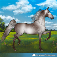 Horse Color:Gray Chestnut 