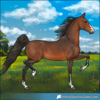 Horse Color:Bay 