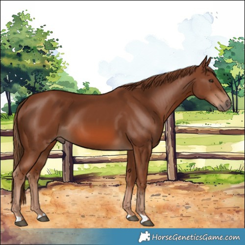 Horse Color:Chestnut 
