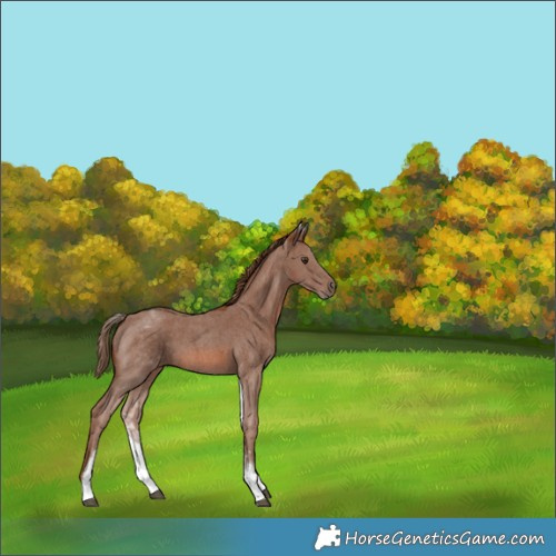 Horse Color:White Spotted Chestnut Sabino 