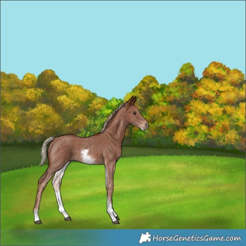 Horse Color:White Spotted Chestnut Sabino 