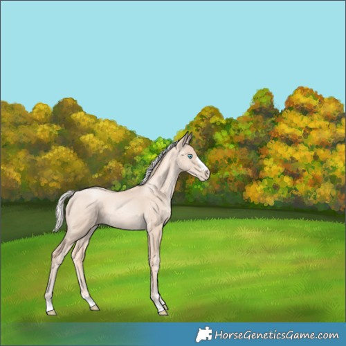 Horse Color:Gold Cream Champagne Pearl 
