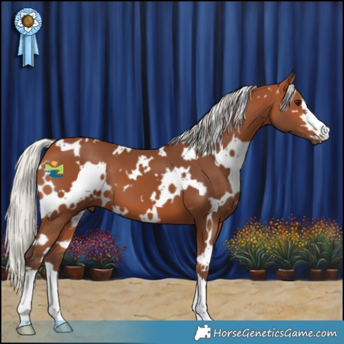 Horse Color:White Spotted Silver Bay 