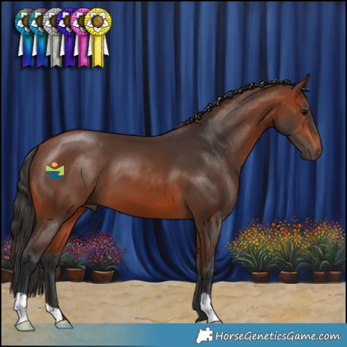 Horse Color:Bay 