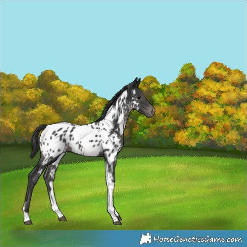 Horse Color:Black Tobiano Appaloosa 