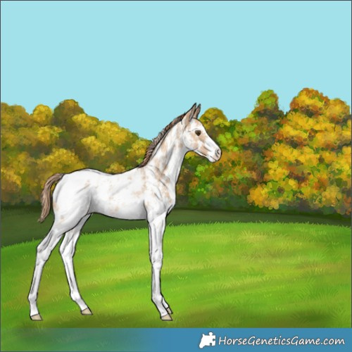Horse Color:Red Dun Ice Sabino Appaloosa 