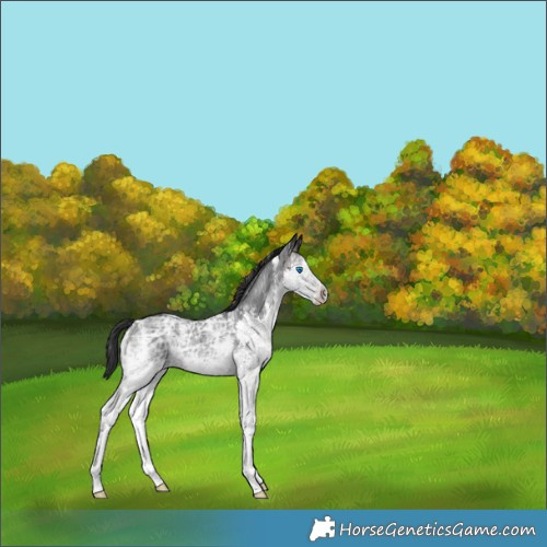 Horse Color:Brown Ice Sabino Splash Rabicano 