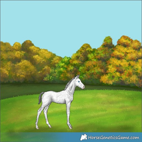 Horse Color:Black Sabino Splash Appaloosa Rabicano 