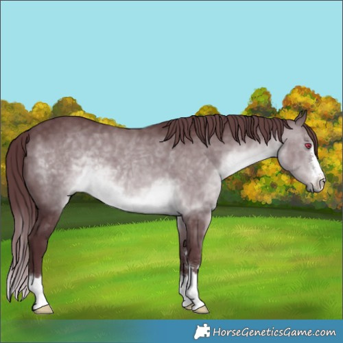 Horse Color:Chocolate Brown Chinchilla 