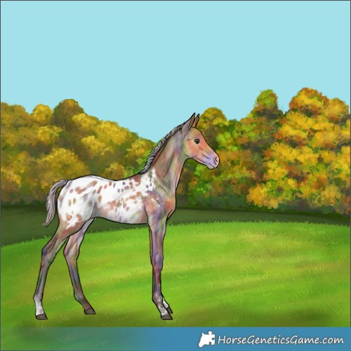 Horse Color:Nacre Silver Buckskin Dun Tobiano Appaloosa 