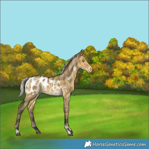 Horse Color:Plaid  Silver Buckskin Dun Tobiano Appaloosa 