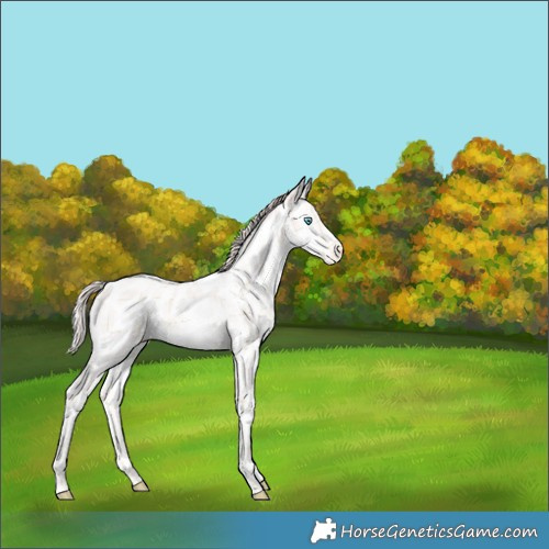 Horse Color:Plaid  Perlino Appaloosa 