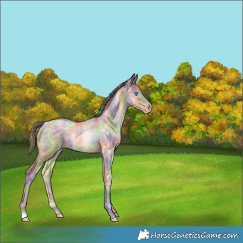 Horse Color:Nacre Buckskin Pearl Rabicano 