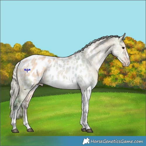 Horse Color:Silver Bay Ice Dun Tobiano Frame Appaloosa 