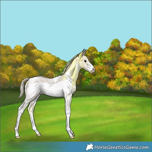 Horse Color:Silver Grullo Ice Sabino Tobiano Frame 