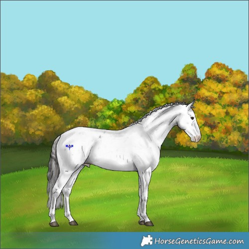 Horse Color:Liver Chestnut Ice Sabino Appaloosa Rabicano 