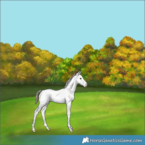 Horse Color:Liver Chestnut Ice Sabino Appaloosa Rabicano 