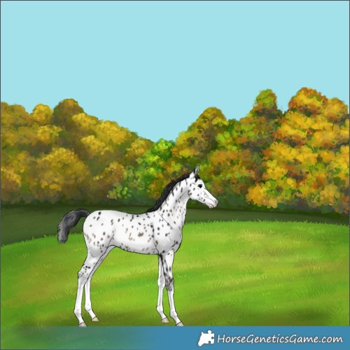 Horse Color:Brown Ice Onyx Sabino Near Leopard Rabicano 