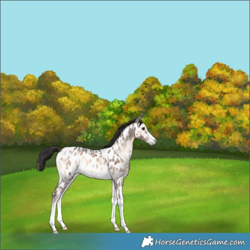 Horse Color:Liver Red Onyx Ice Sabino Appaloosa Rabicano 