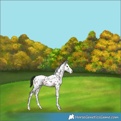 Horse Color:Brown Ice Sabino Appaloosa 