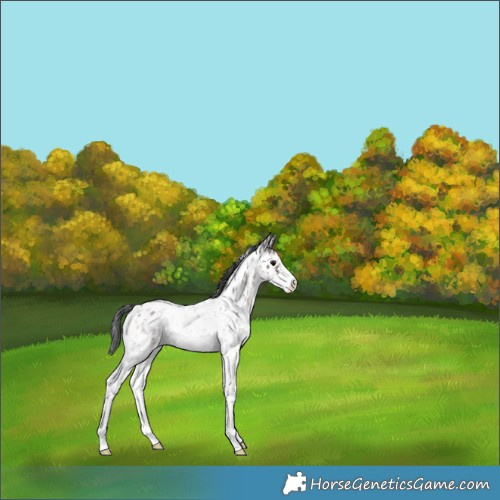 Horse Color:Brown Ice Sabino Near Leopard 