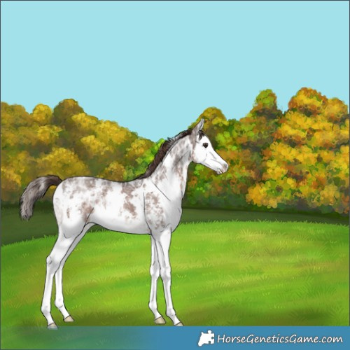 Horse Color:White Spotted Liver Chestnut Ice Sabino Splash 