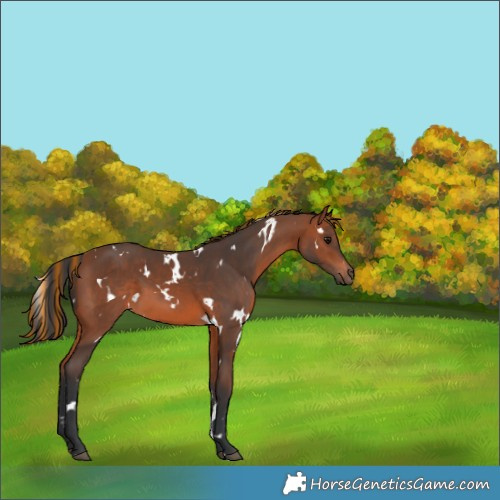 Horse Color:Painted White Spotted Bay