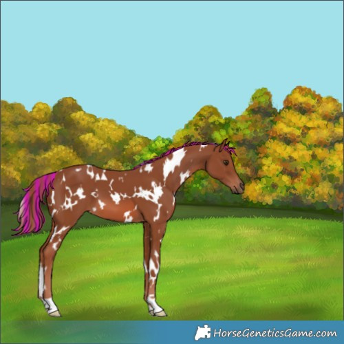 Horse Color:Painted White Spotted Chestnut