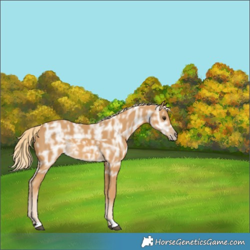 Horse Color:Palomino Ice 
