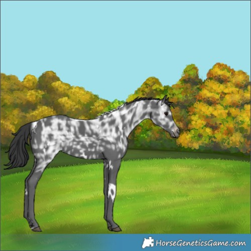 Horse Color:White Spotted Black Ice 