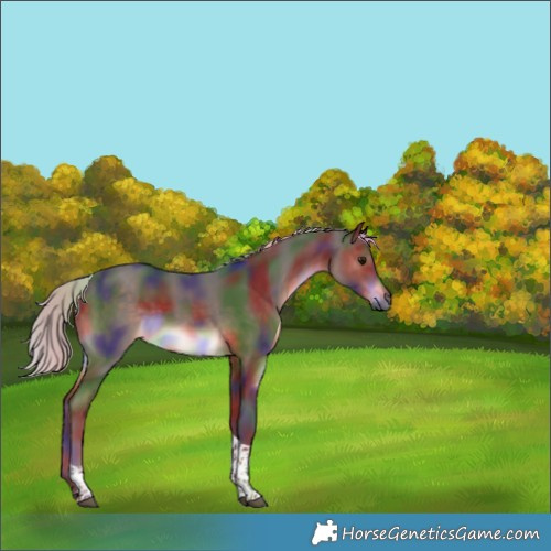Horse Color:Nacre Silver Brown Tobiano Rabicano