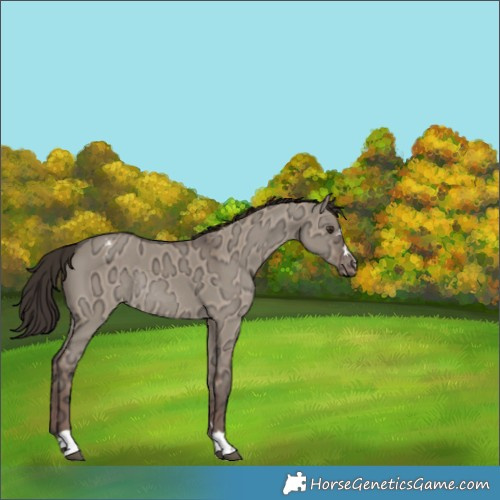 Horse Color:Liver Red Dun Ice Varnish Rabicano
